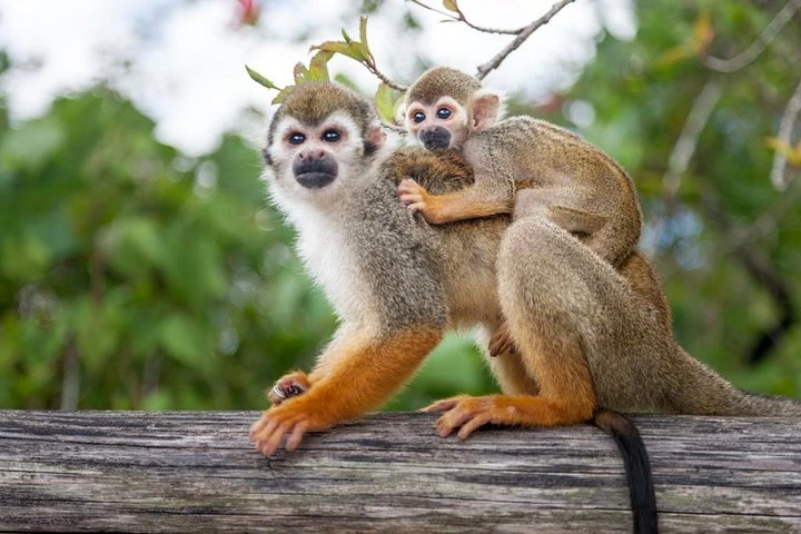 Squirrel monkey on a visitor during the Monkeyland and plantation tour in Punta Cana