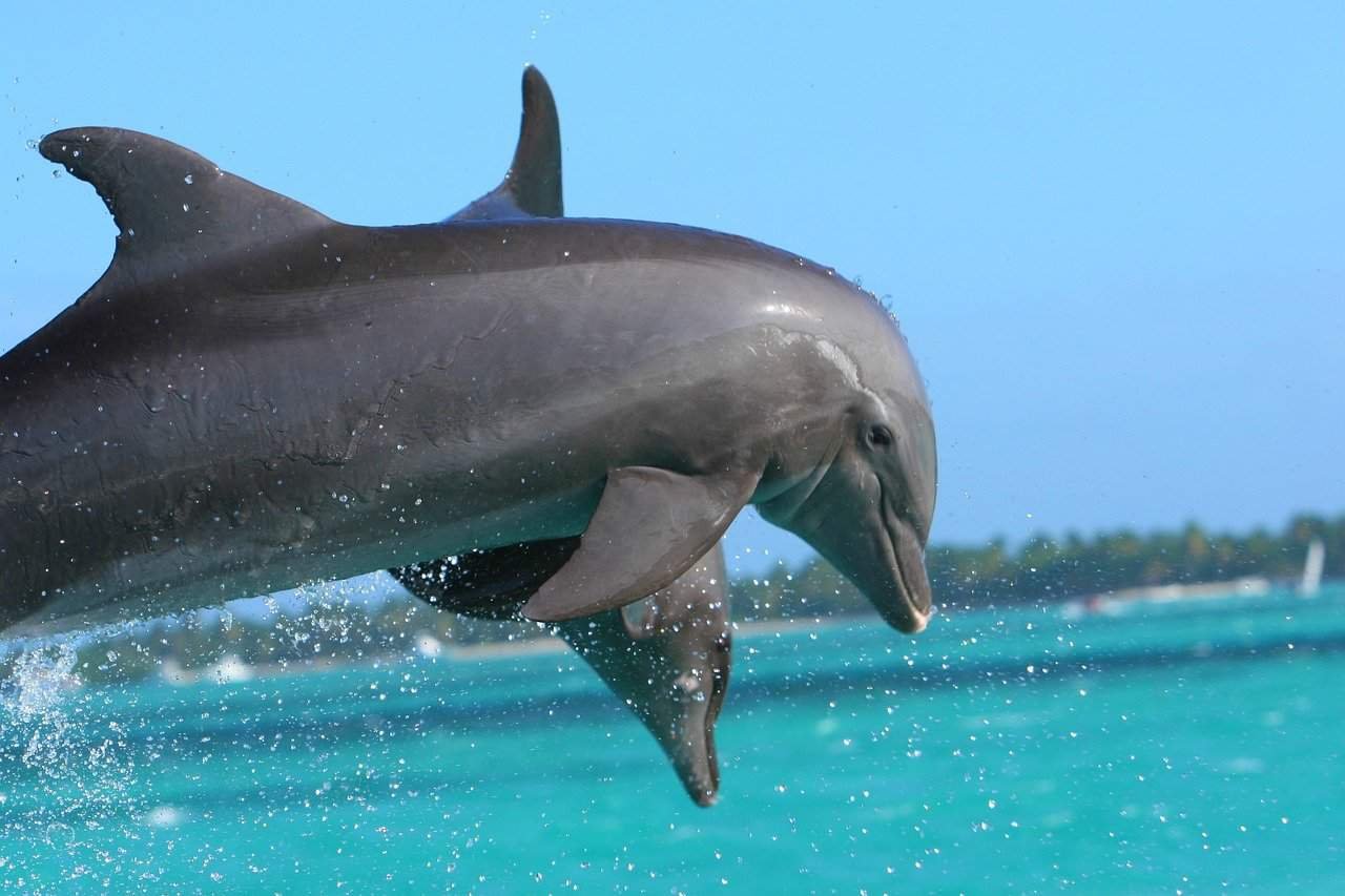 Dolphins jumping out of the water in  Punta Cana, Dominican Republic